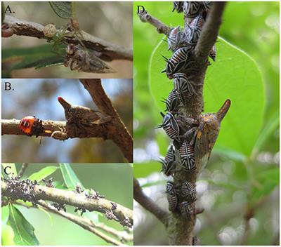 Maternal Vibrational Signals Reduce the Risk of Attracting Eavesdropping Predators